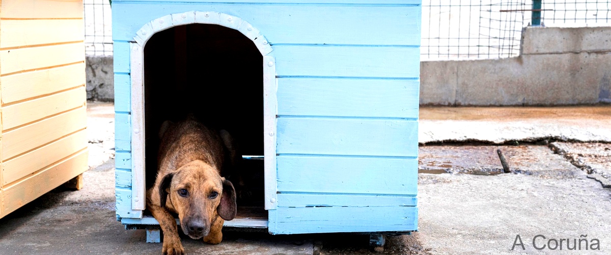 Las 12 mejores criaderos de perros en A Coruña