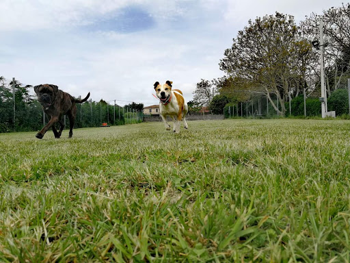 Residencia Canina El Bosque