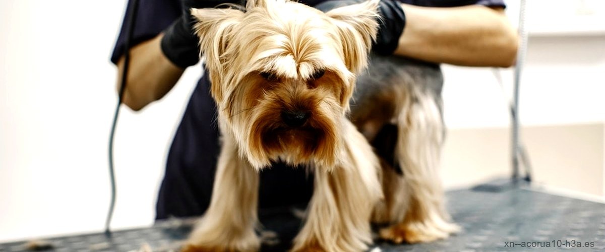 Las 7 mejores peluquerías caninas de A Coruña